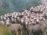 chiemseherin-sheep-7286385
